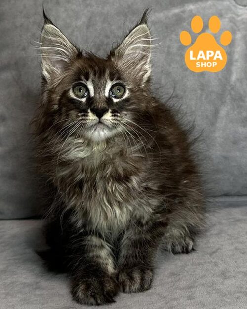 мармурова кішка мейн-кун