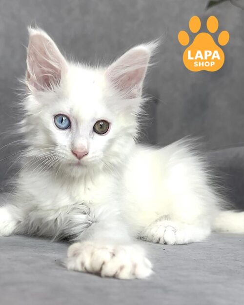 кошка мейн-кун полидакт