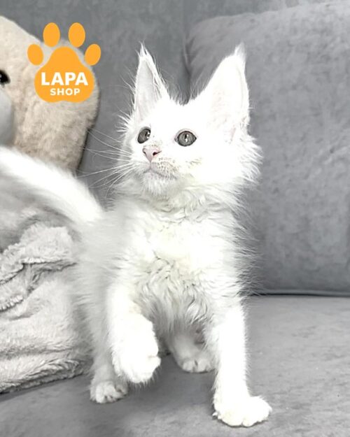 білий менй-кун