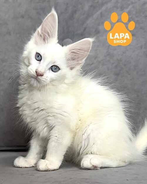 біла кішка мейн-кун