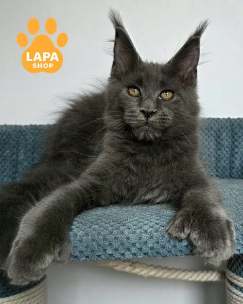 блакитна кішка мейн-кун полідакт