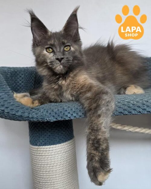 черепахова кішка мейн-кун