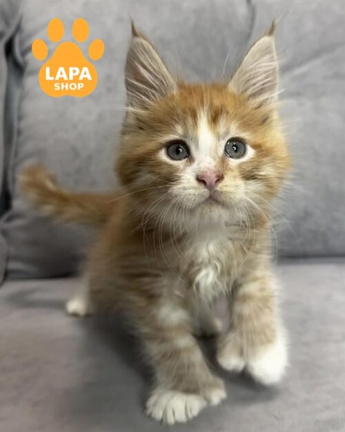 рудий мейн-кун полідакт