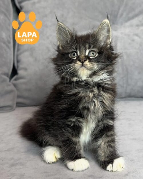 мраморный мейн-кун