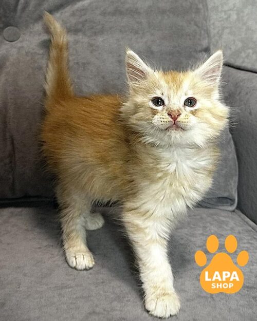 рудий мейн-кун