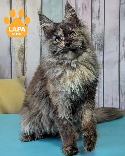 черепахово-димна кішка мейн-кун