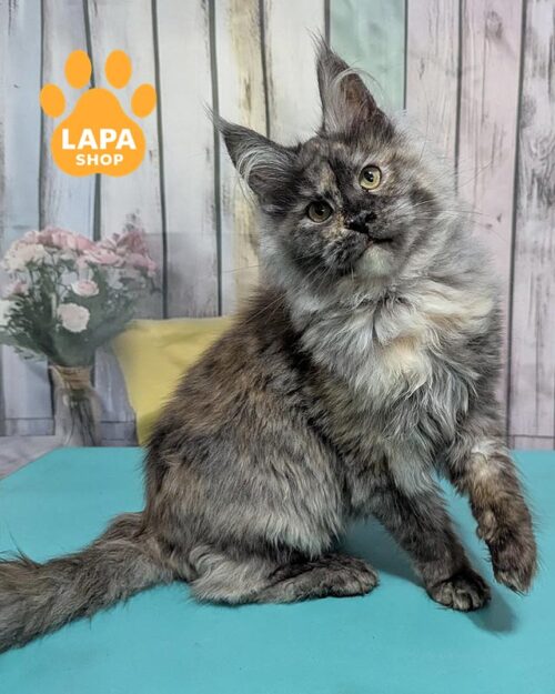 черепахово-димна кішка мейн-кун