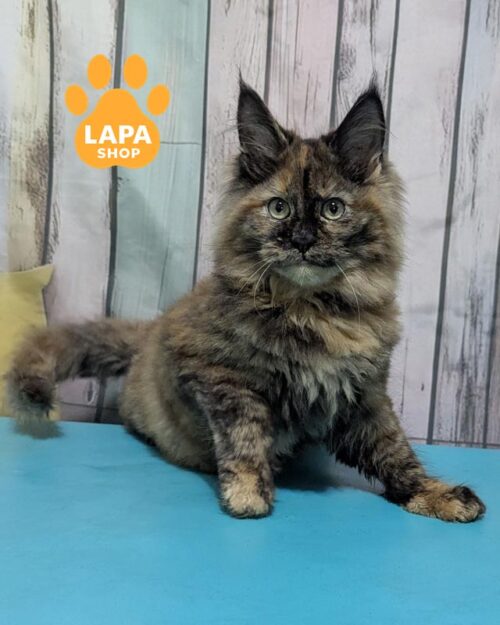 черепаховая кошка мейн-кун