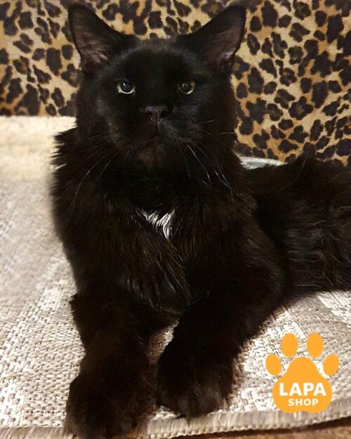 чорний мейн-кун