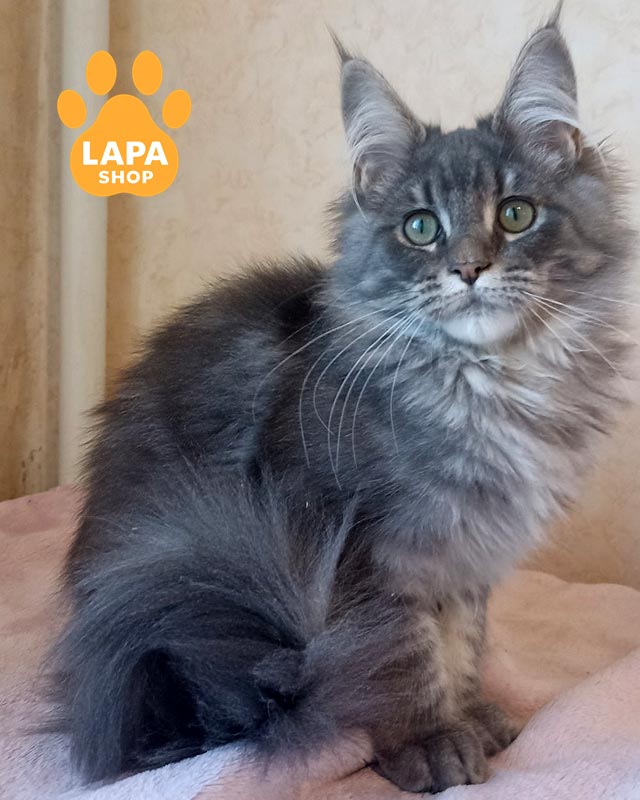 голубо-мраморный мейн-кун