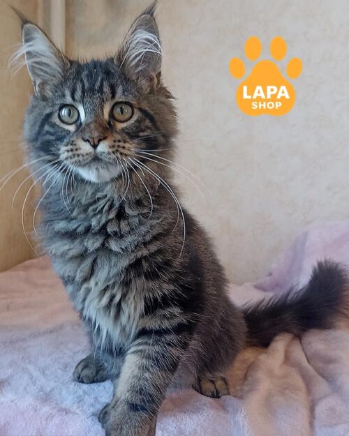 мармуровий мейн-кун