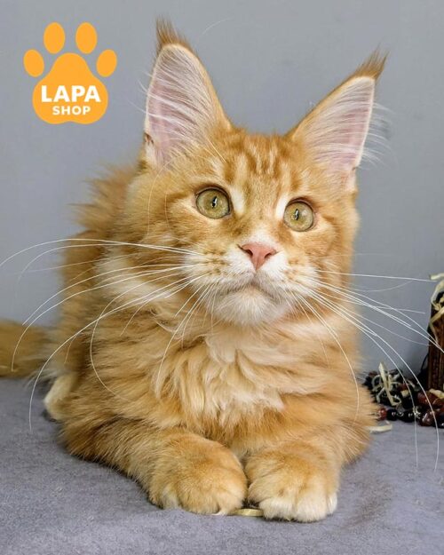 руда кішка мейн-кун