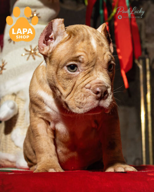 мериканський буллі