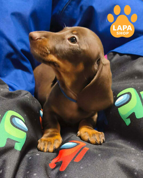 шоколадна мініатюрна гладкошерста такса