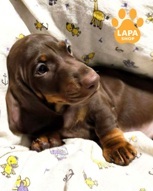 шоколадная миниатюрная гладкошерстная такса