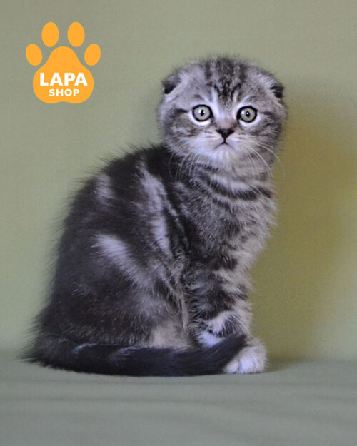 черный серебристый скотиш-фолд