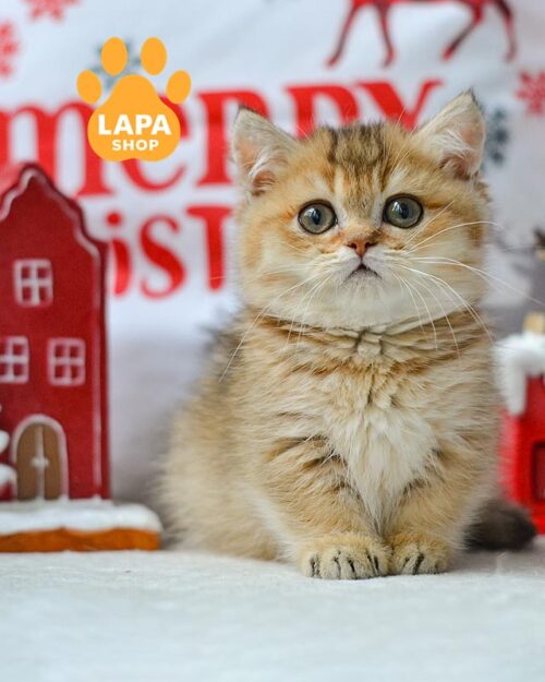 золота кішка манчкін