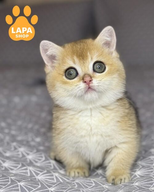 золотой манчкин