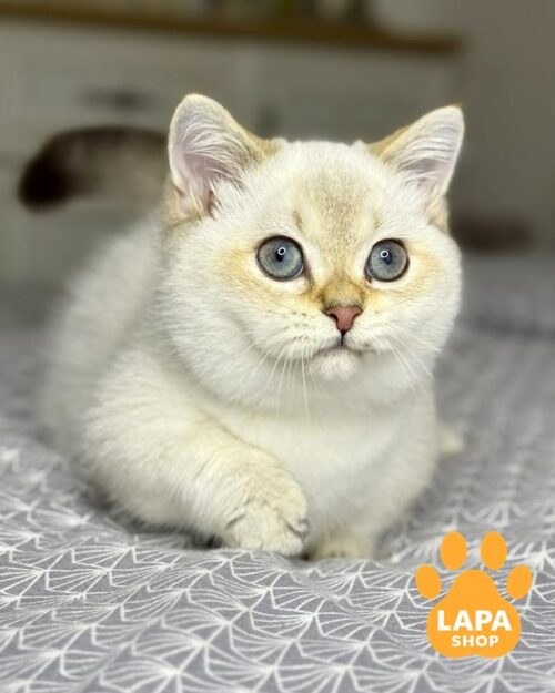 колор пойнтовий манчкін