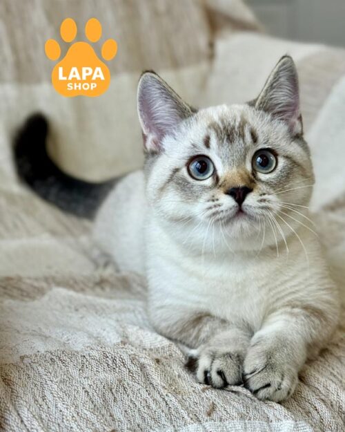 колор поинтовый манчкин <br> <br> <br>