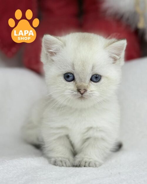 котенок манчкин <br> <br> <br>