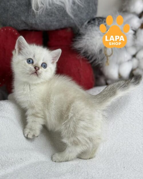 котенок манчкин <br> <br> <br>