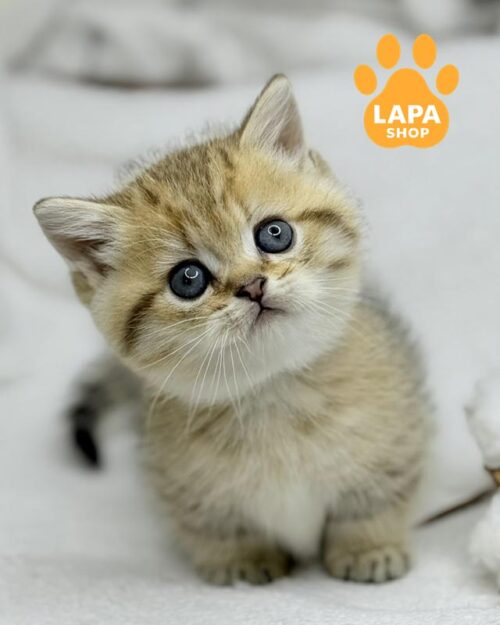 пятнистый манчкин <br> <br> <br>