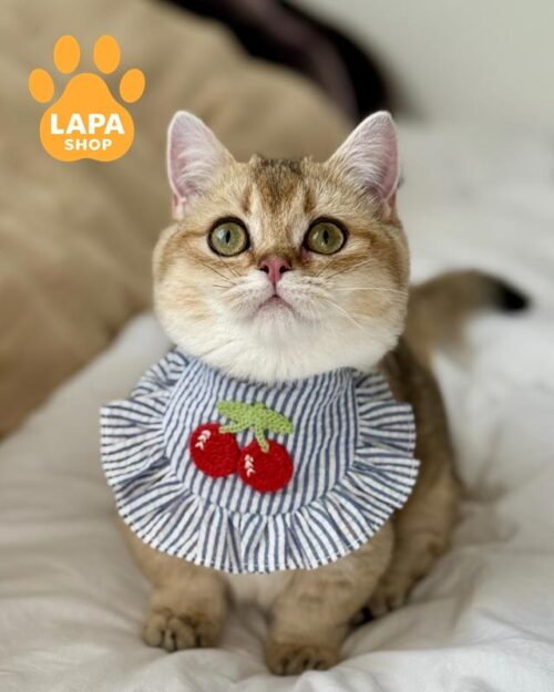 золота кішка манчкін