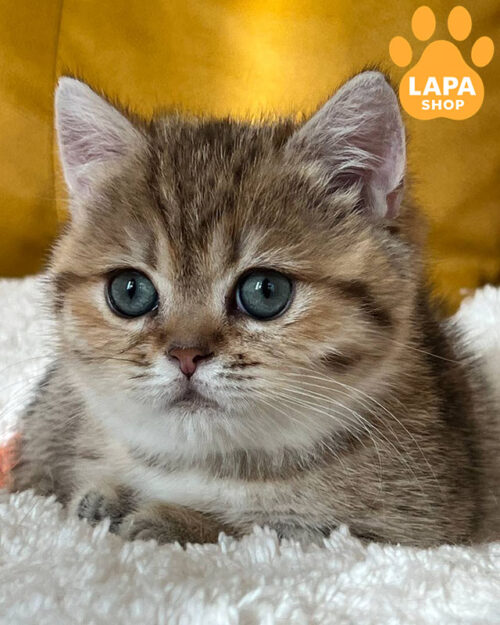 черный золотой манчкин