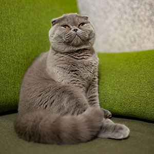 Элегантная шотландская кошечка в эффектной шубке Xena mom 5