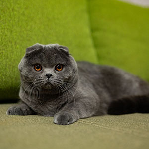 Yukki — голубой длинношерстный вислоухий шотландский котик mom 6