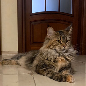 Очаровательная красавица Li-li породы мейн-кун ждет своей семьи mom