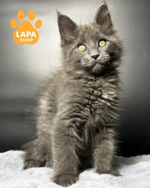 голубой мейн-кун