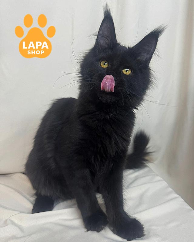 черная кошка мейн-кун