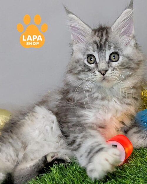 серебристо-мраморная кошка мейн-кун