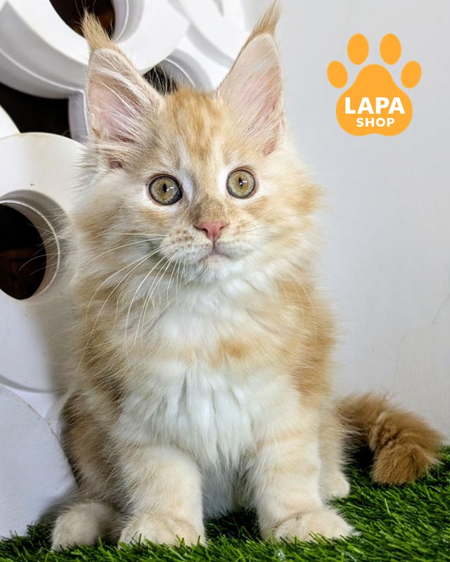 руда кішка мейн-кун