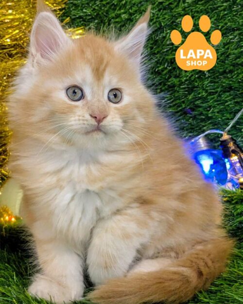 рыжая кошка мейн-кун