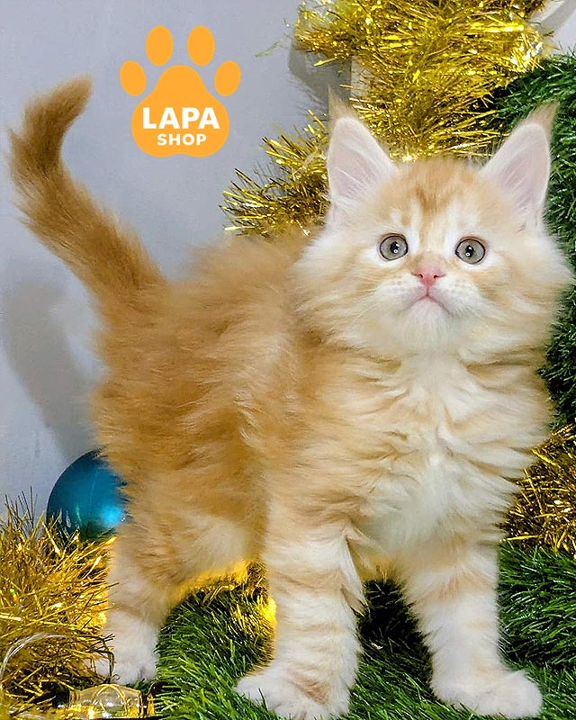 рыжая кошка мейн-кун