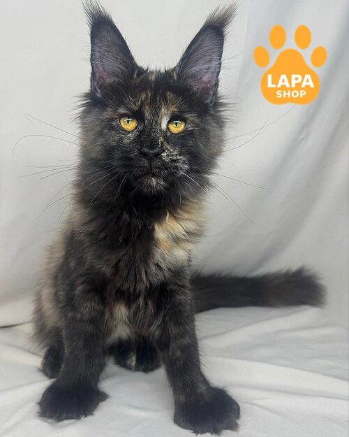 кішка мейн-кун полідакт