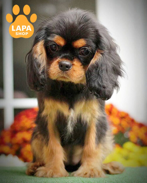 триколорний кавалер кінг чарльз спанієль