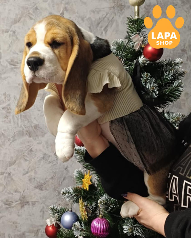 триколорний бігль