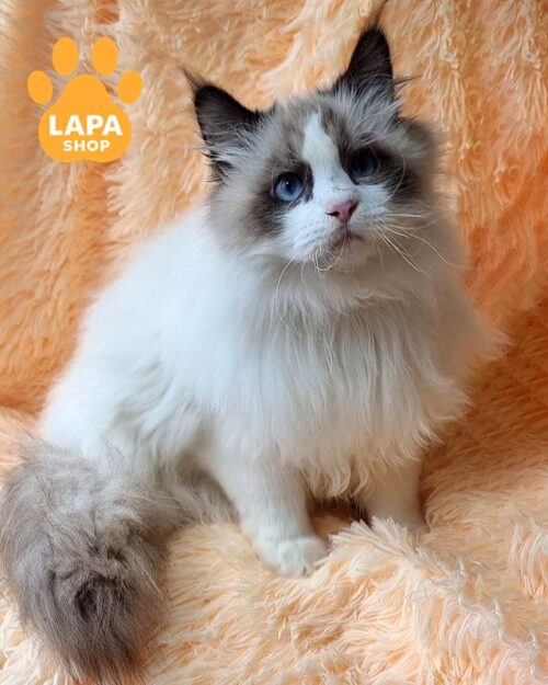 невський маскарадний кіт