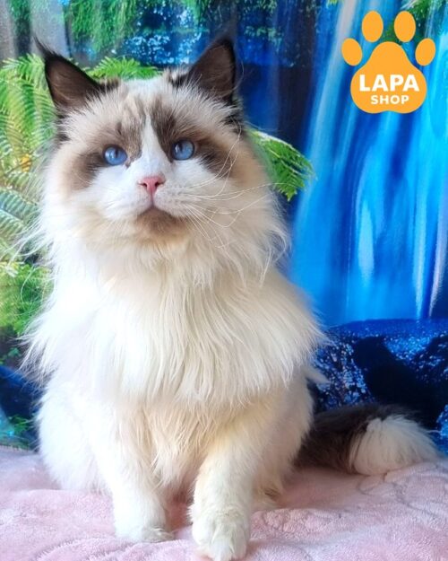 Prohor is an Exquisite Neva Masquerade Kitten With Bright Blue Eyes nev prohor100