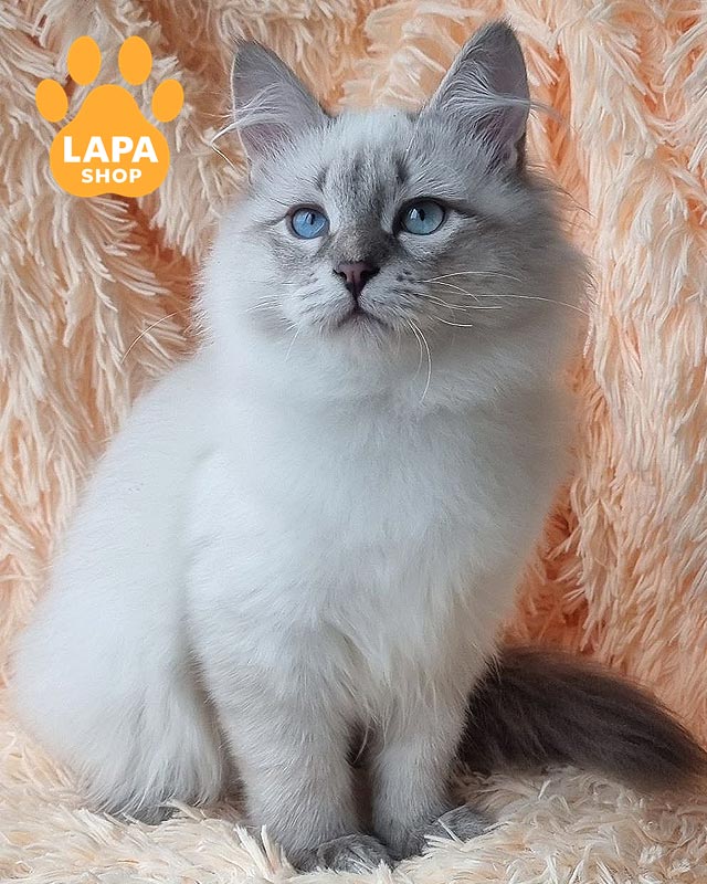 невская маскарадная кошка