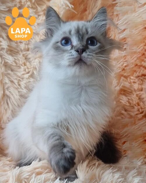 невский маскарадный котенок