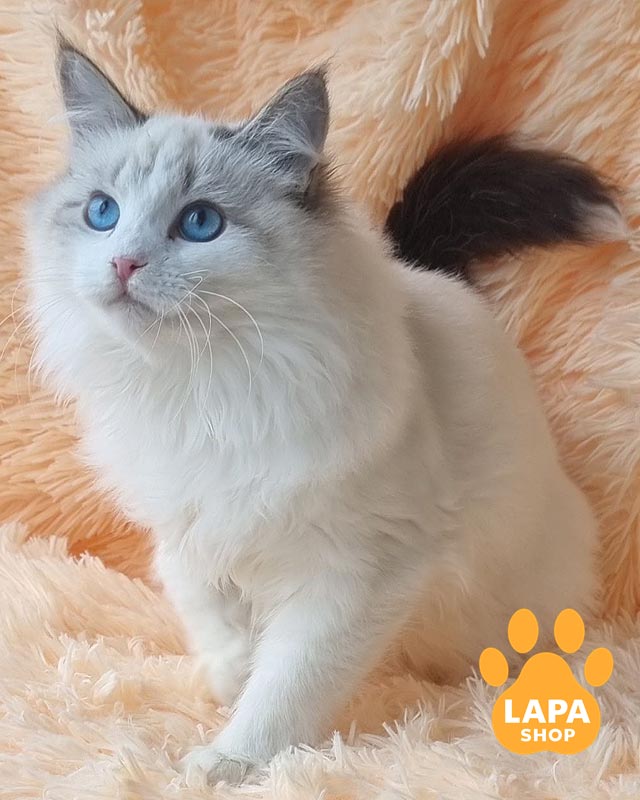 nev-veronika-100