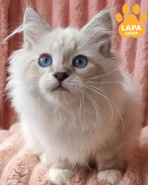 невське маскарадне кошеня