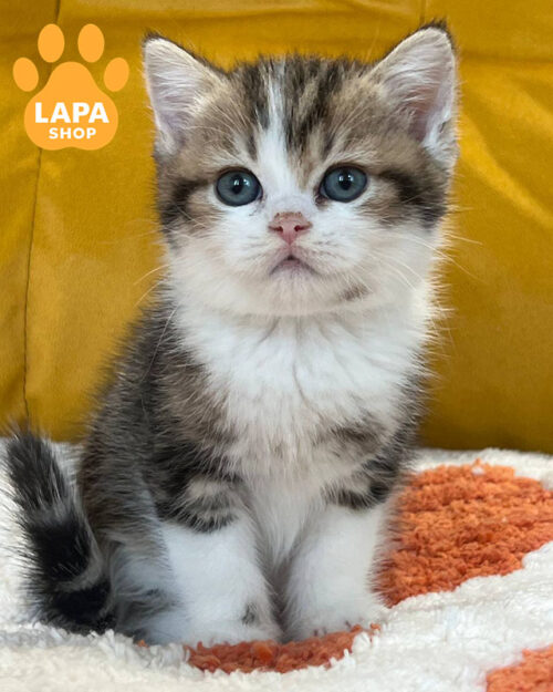 black marble scottish straight