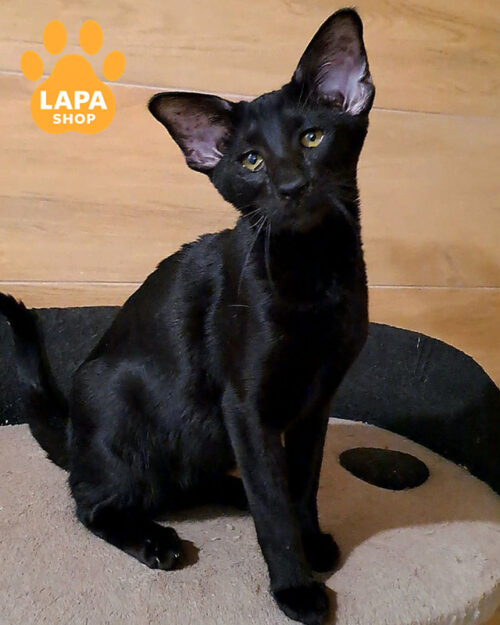 чорна орієнтальна кішка