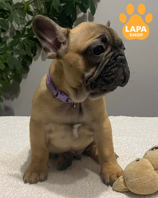 палевий французький бульдог